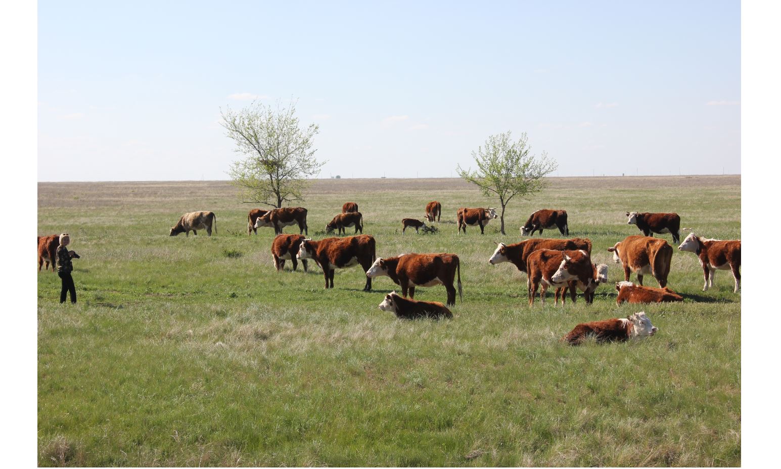 جانىبەك اۋدانىندا ەت ءوندىرۋ ارتتى