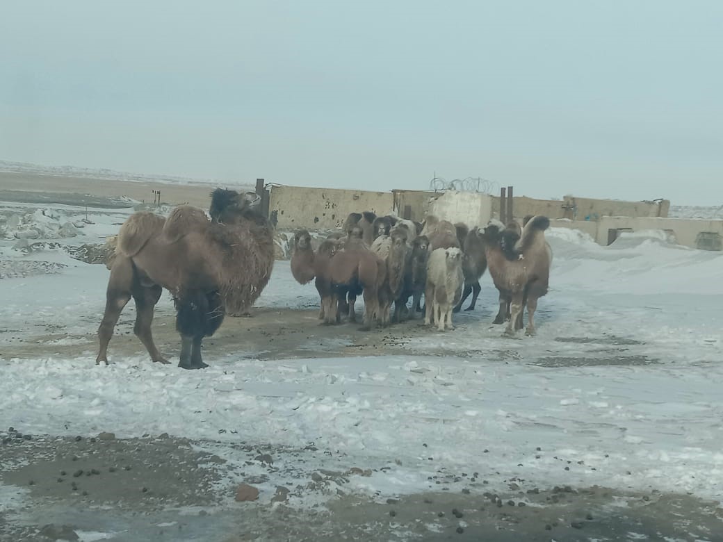 جاياۋ مۇسانىڭ ەلىنە «جاياۋ بارعان» تۇيەلەر