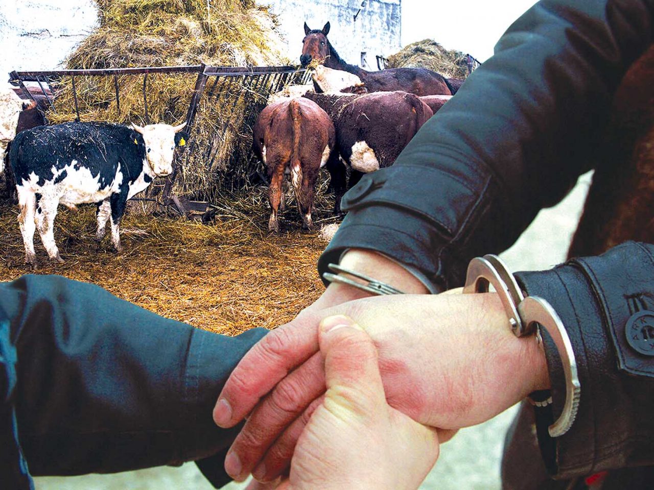 مال ۇرلاعاندار قاتاڭ جازالانادى