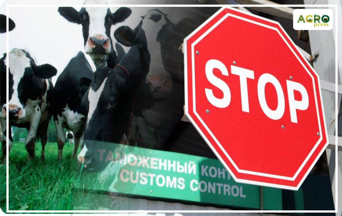 قازاقستانعا زاڭسىز ءىرى قارا اكەلگەندەر انىقتالدى