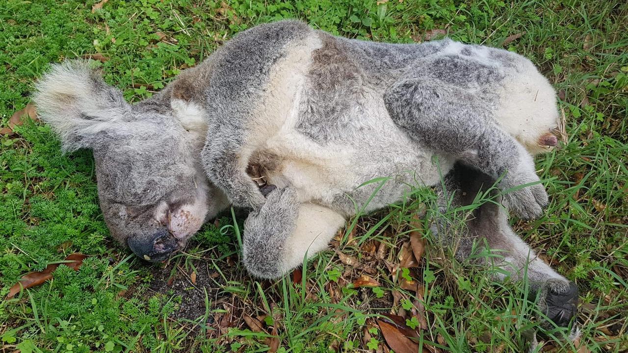 اۆستراليادا ءولى كوالالار تابىلىپ جاتىر