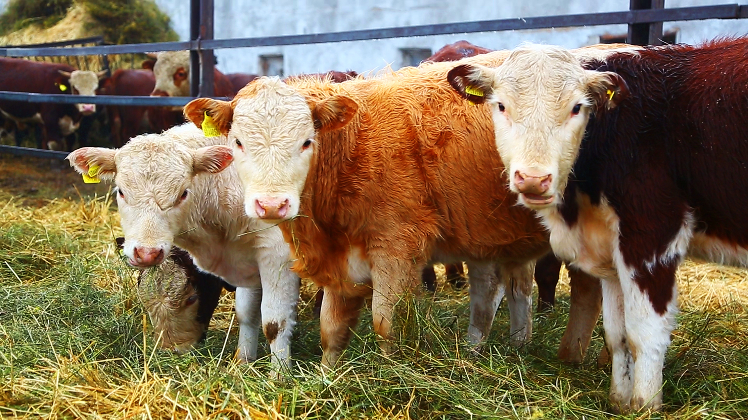 اۋىل اراشا سۇراپ تۇر