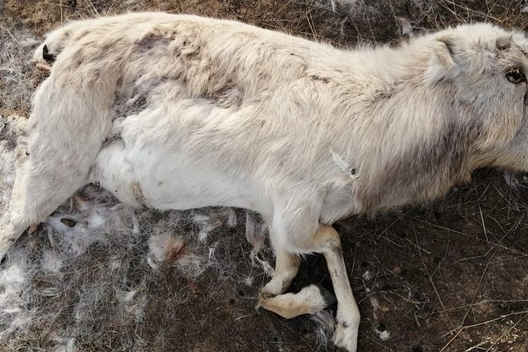 اق جايىقتا اقبوكەننىڭ جاۋى كوپ...