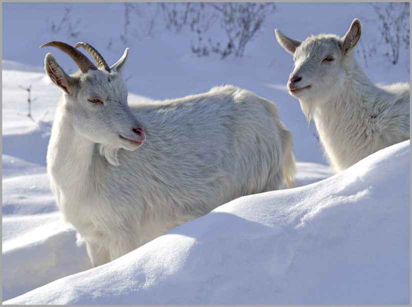 اق ەشكى ءسۇتى انا سۇتىمەن پارا-پار