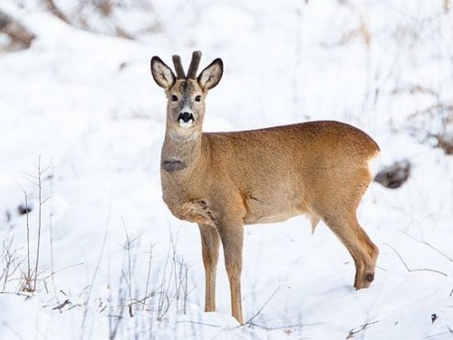 «جازىقسىز جان ءولدى دەپ ويلاي ما ەكەن...»