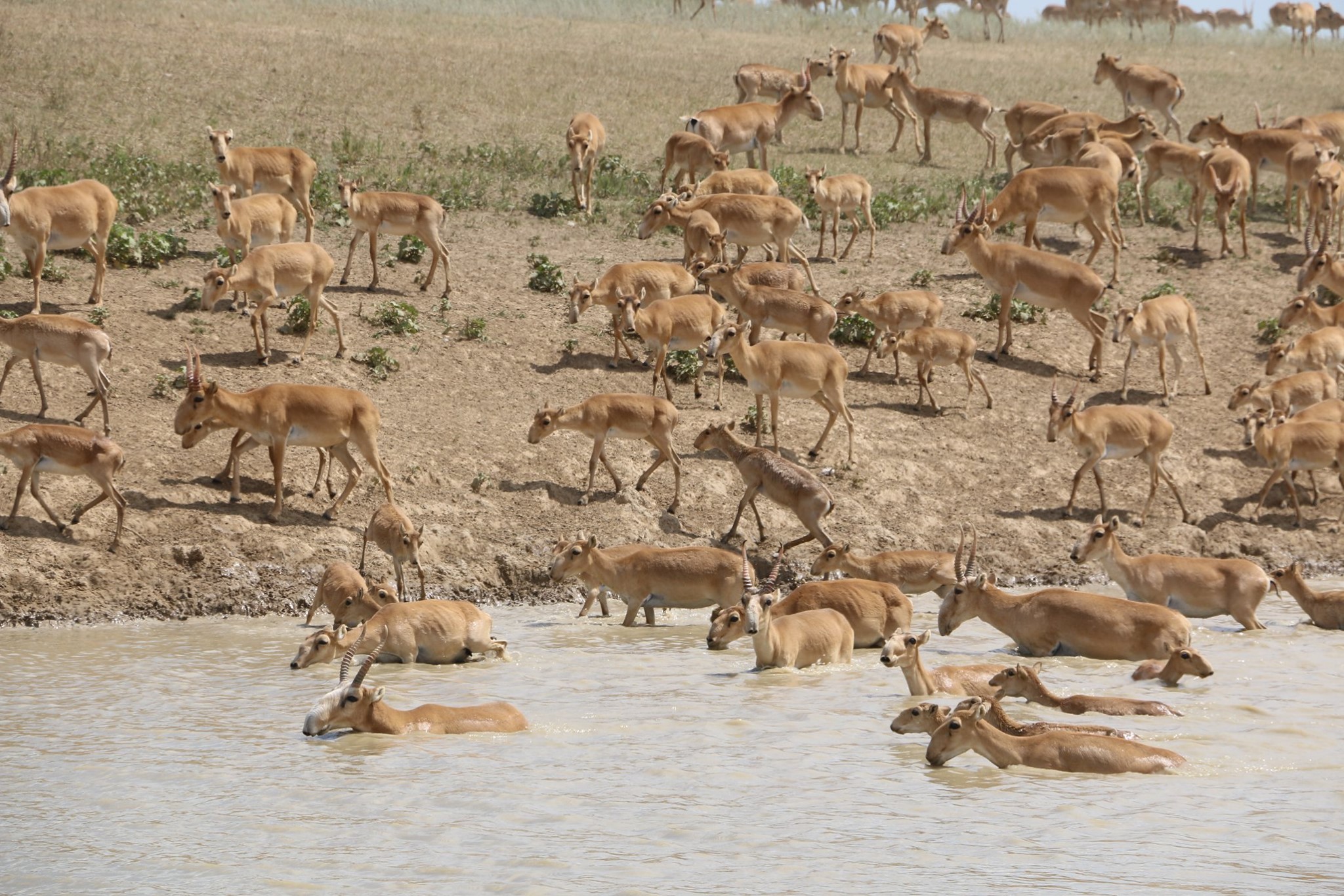 قازاقستاندا كيىكتى 2023 جىلعا دەيىن اتۋعا تىيىم سالىندى