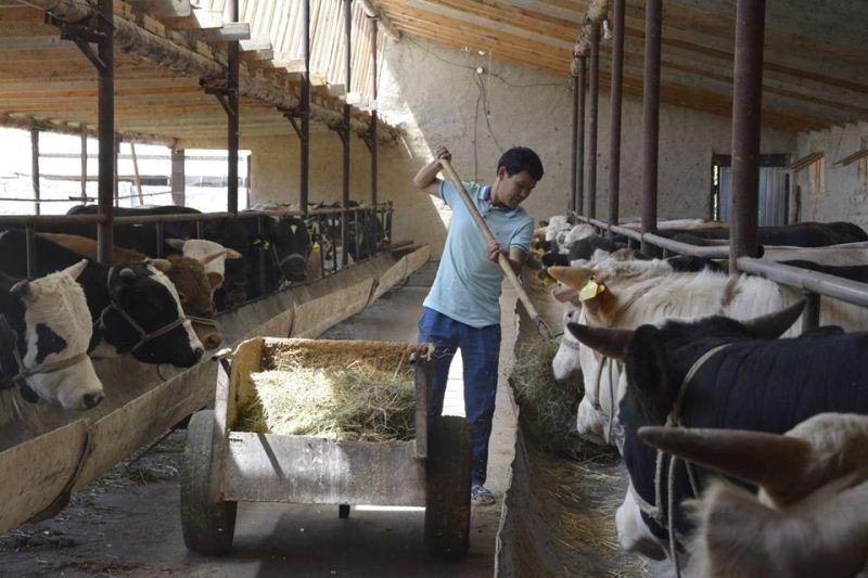 ماڭعىستاۋدا شارۋا قوجالىقتارى مالدارىنا ارنايى كارتا جاساقتالدى