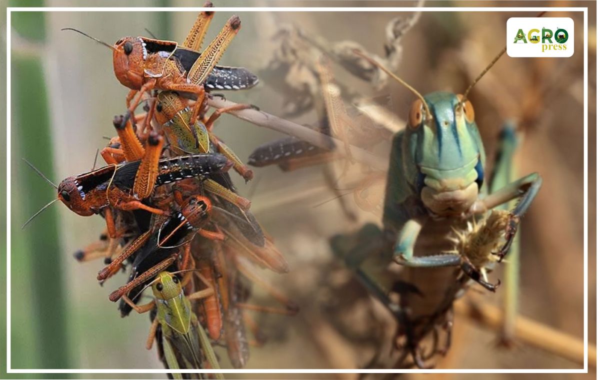 شەگىرتكە زيانكەستەرىمەن كۇرەس بويىنشا جۇمىستار باستالدى