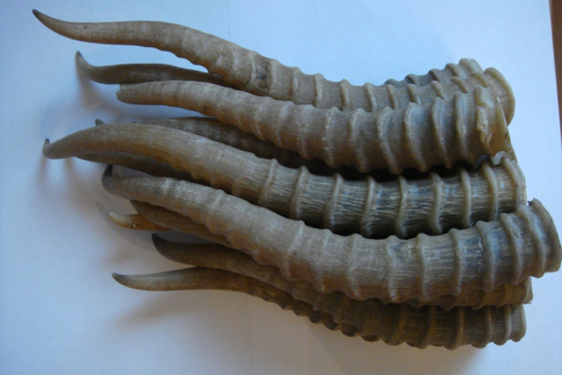 قىزىلوردا: كيىك ءمۇيىزى كۇدىك تۋدىرىپ وتىر