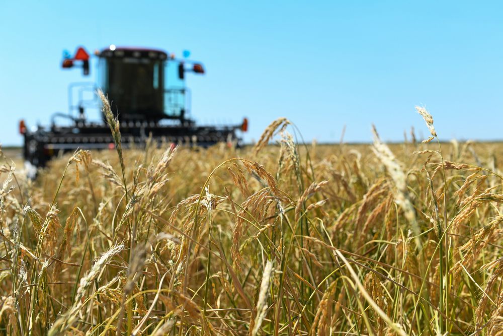 قىزىلوردا: اگروونەركاسىپتىك كەشەن ءونىمى ەكسپورتى ۇلعايدى