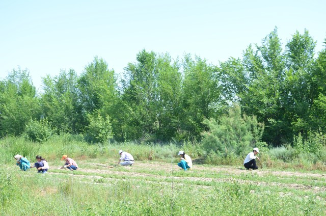 جامبىل وبلىسى: 34 ءتارتىپ بۇزۋشىلىق انىقتالعان