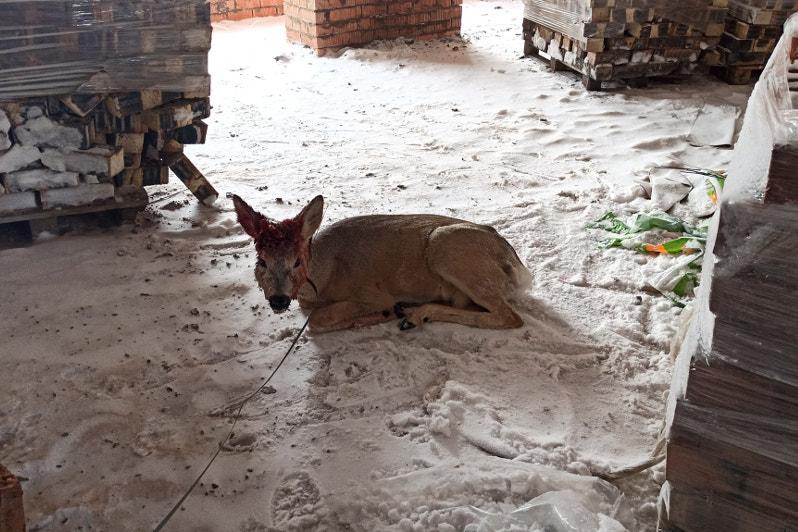 ەلوردانى كەزگەن ەلىك ۇستالدى