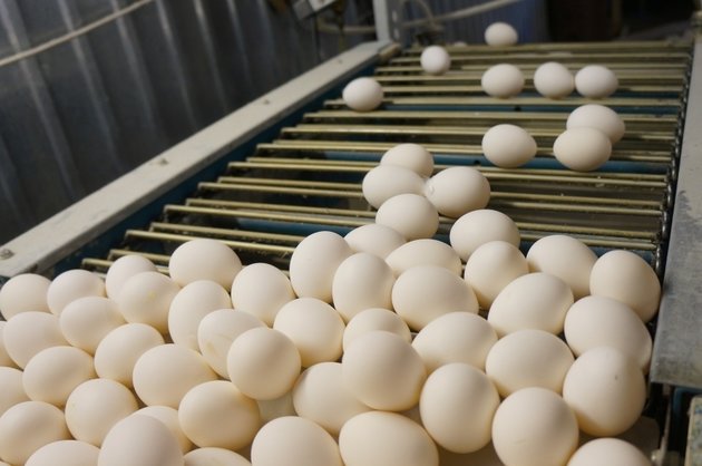 10 جىل سۋبسيديالانعان سالانىڭ جىرى