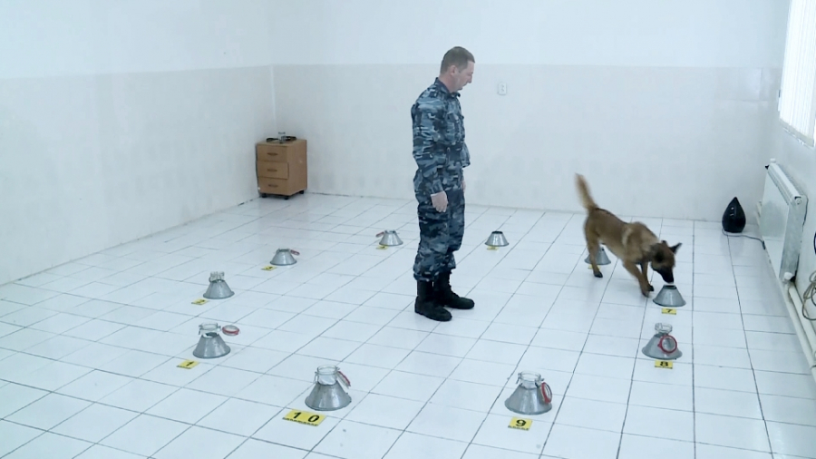 ماڭعىستاۋدا جىل باسىنان بەرى  ەسىرتكىگە قاتىستى 70 قىلمىس انىقتالدى