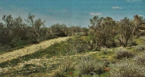 جامبىل وڭىرىندە زاڭسىز اعاش كەسۋدىڭ 17 دەرەگى انىقتالعان