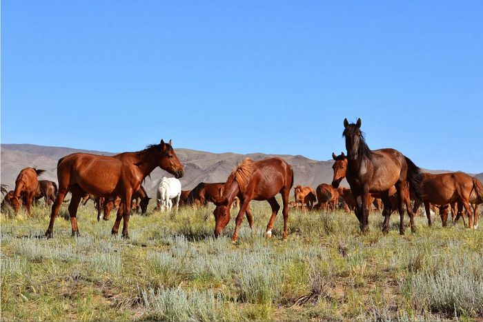 قاراۋسىز مالعا ۇرى قاس