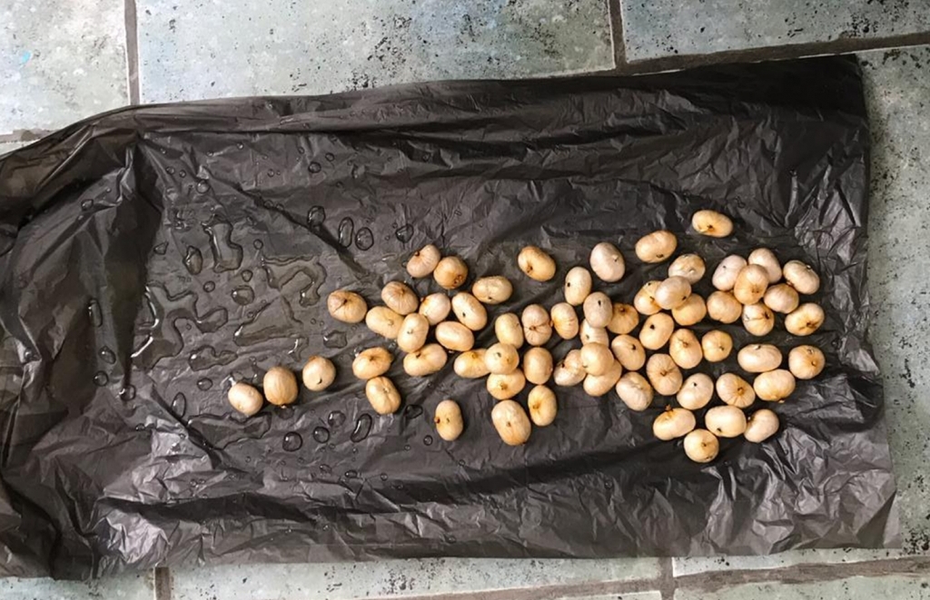 اقتاۋ اۋەجايىندا ءىرى مولشەردە گەروين تاسىمالداعاندار ۇستالدى