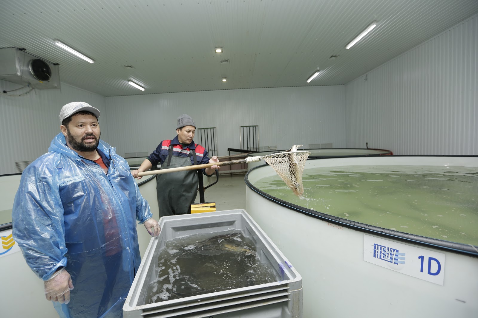 اتىراۋ وبلىسىندا بالىق ونەركاسىبى دامۋدا