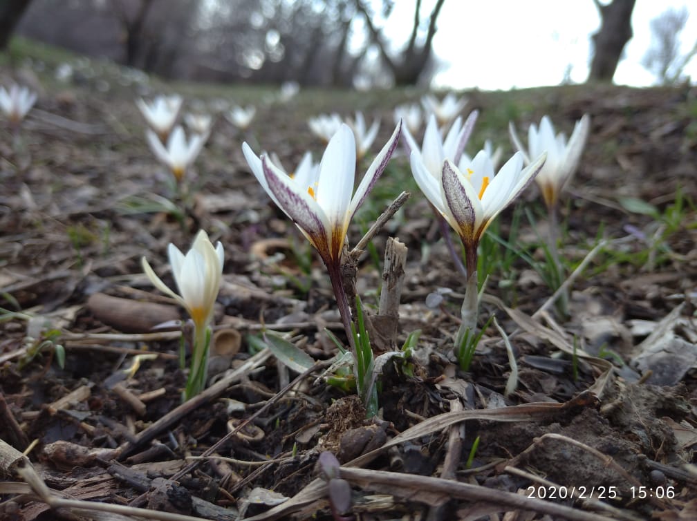 ناۋرىز ايىنا ارنالعان اۋا رايى بولجامى