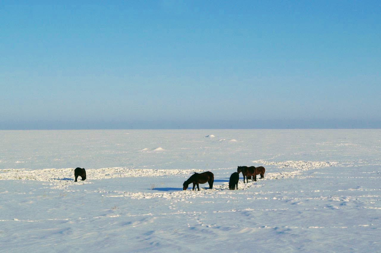 سولتۇستىك پوليتسەيلەرى ەكى مال ۇرلىعىن اشتى