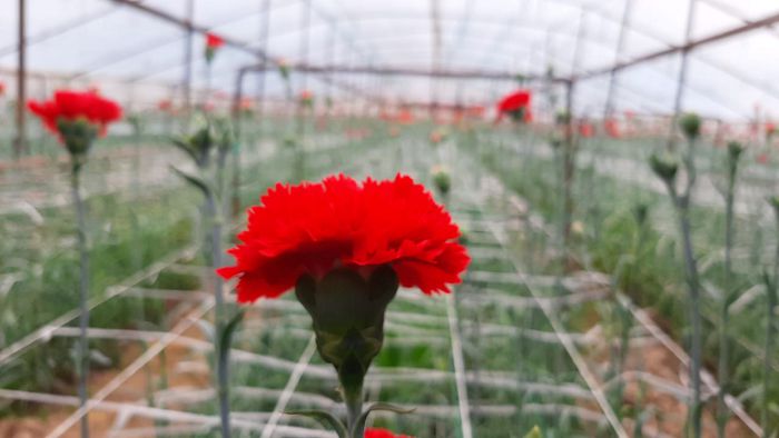 قازىعۇرتتىق شارۋا گۇل ءوسىرىپ, تابىس تابۋدا