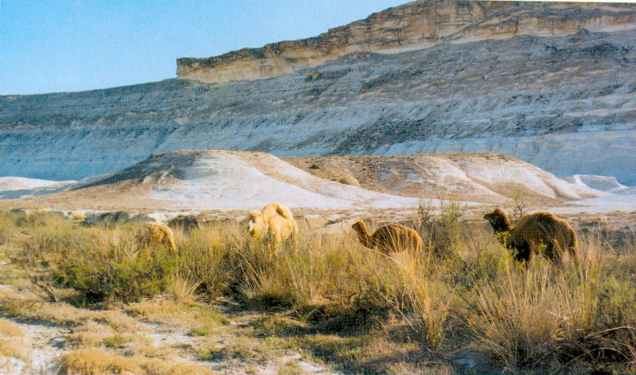 ماڭعىستاۋعا قىزىعۋشىلىق تانىتقان تۋريستەر سانى ارتىپ كەلەدى