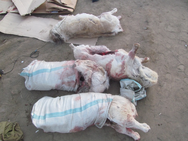 قىزىلوردا: تورەتامدا كيىك اتقاندار ۇستالدى