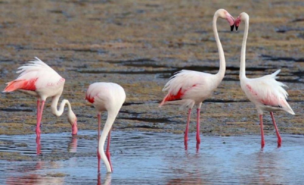 تۋريست كوبەيسە, براكونەر ازايادى