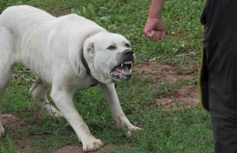 قىزىلوردا: پوليتسەيلەر بالانى قاپقان ءيتتى اتىپ ءولتىردى