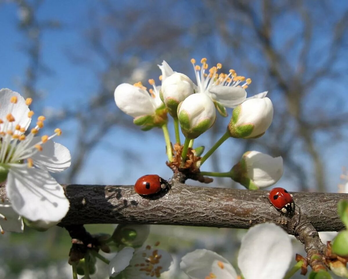 قاۋلاپ ەرتەڭ تەرەككە ءبۇر شىعادى...