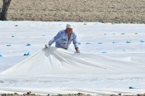 تۇركىستان: كوكتەمگى ەگىستىك جۇمىستارى جوسپارعا سايكەس جۇرگىزىلۋدە