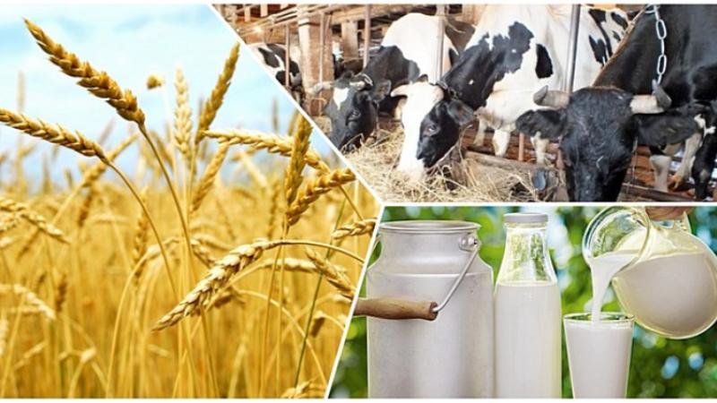 اگروونەركəسىپتىك كەشەن جəنە تاماق ونەركəسىبىنە باسىمدىق بەرىلەدى