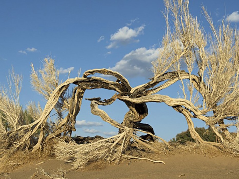 ماڭعىستاۋدا جانۋارلار دۇنيەسى مەن تابيعي ورتانى قورعاۋ جۇمىستارى جۇيەلى جۇرگىزىلۋدە