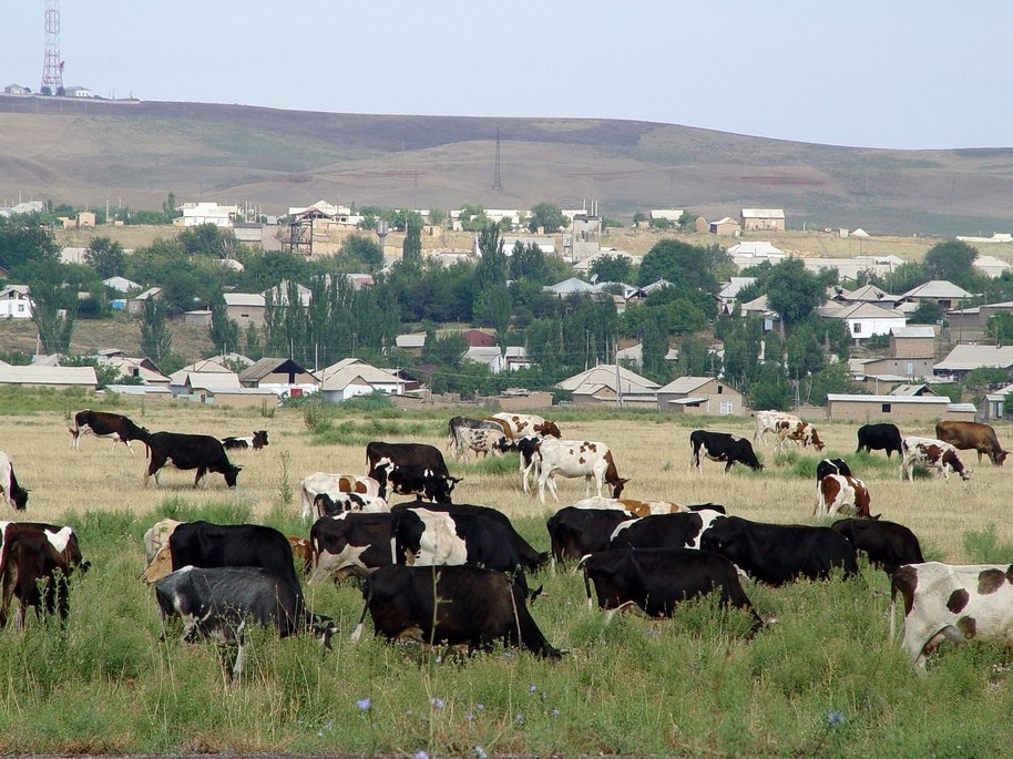 ادامزات جاھاندانۋدان قۇتىلۋعا اسىقسا, قازاق اۋىلىنا اسىعىپ جاتىر