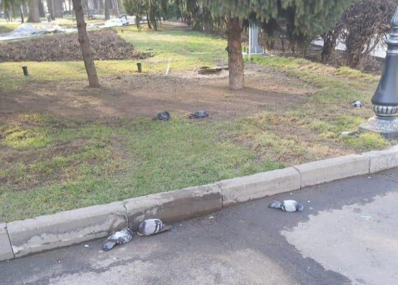 الماتىدا كوگەرشىندەر قىرىلىپ قالدى