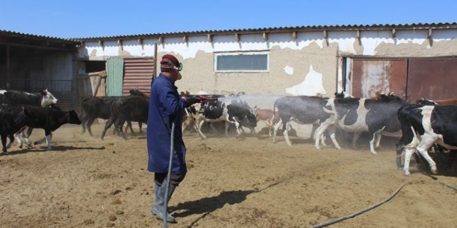 تۇركىستان: كەنەگە قارسى كۇرەس باستالدى