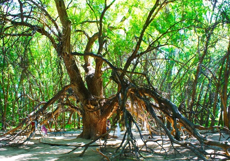 اۋليەاعاش تۋرالى اڭگىمە