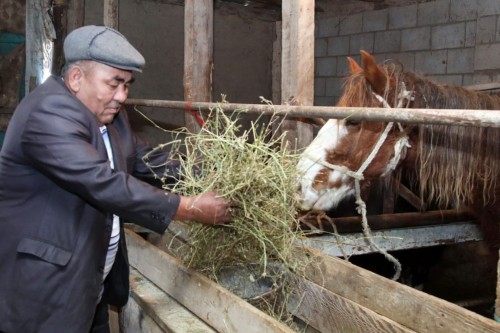 جامبىل وبلىسىندا اۋىل تۇرعىندارى نەسيە الىپ, مال باعۋدا