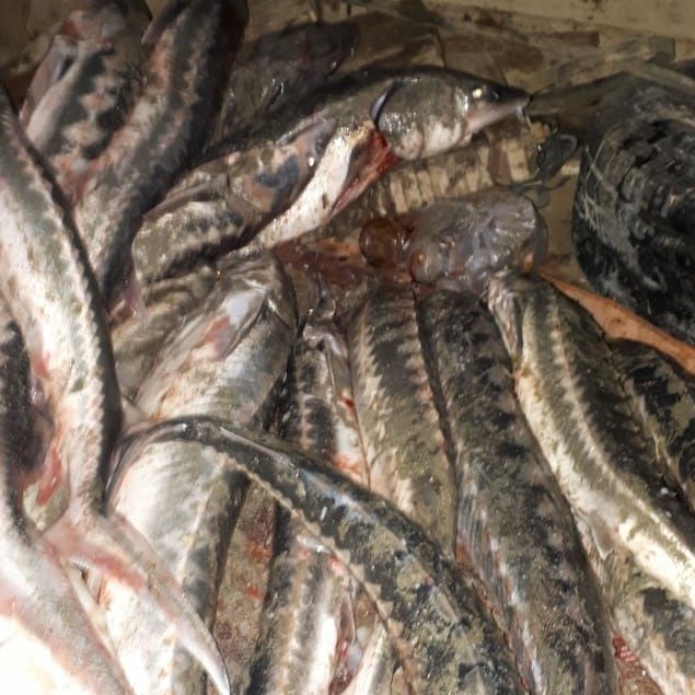 قاراقيادا زاڭسىز بەكىرە تۇقىمداس بالىق ساۋدالاعاندار ۇستالدى