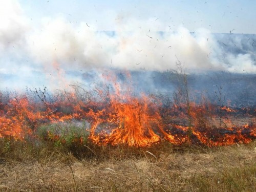 كوكتەم - ءورتتىڭ ءورشيتىن شاعى