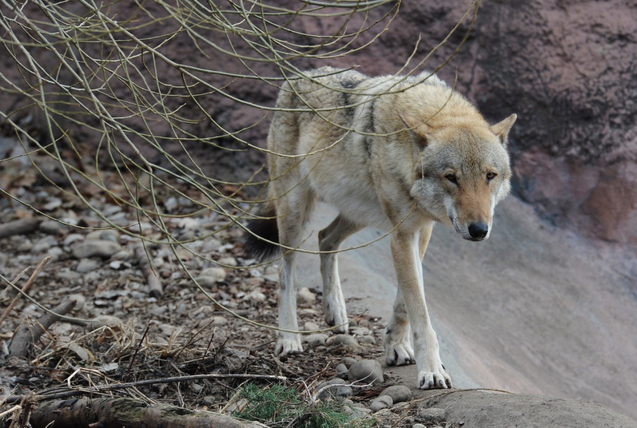 ورالمان قاسقىر (ەتنوگرافيالىق اڭگىمە)