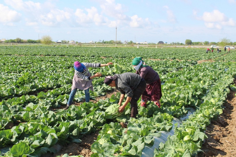 تۇركىستان: ديقاندار ونىمدەرىن وتكىزە الماي وتىر