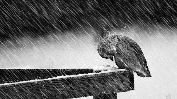 شىدامدىلىق تانىتۋعا شاقىردى