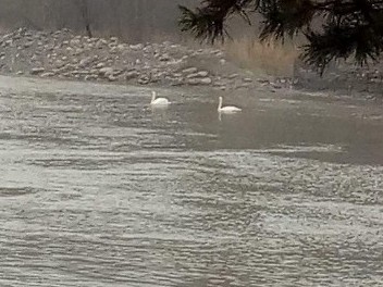 تەكەلىگە قوس اققۋ قوندى