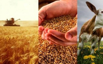 كارانتين كەم-كەتىكتى كورسەتتى