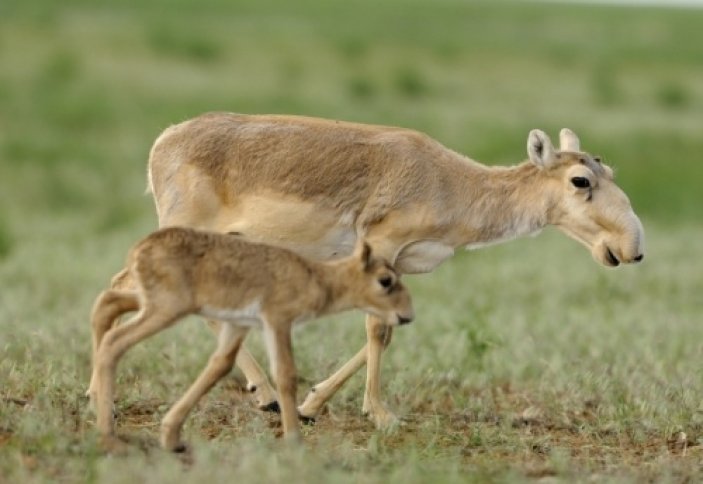 قىزىلوردا: ەرتەڭ «كيىك» اكتسياسى باستالادى