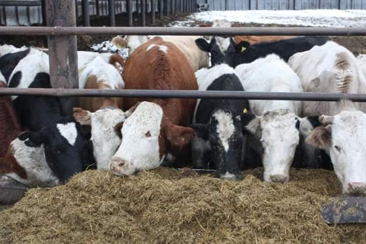 سايرام اۋدانى I توقساندا 600 تونناعا جۋىق ەت ەكسپورتتادى