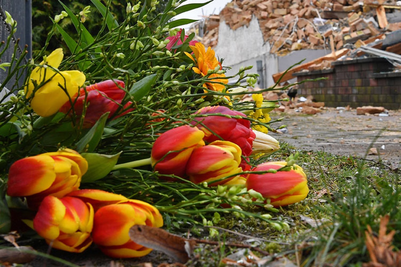 گوللانديا قىزعالداقتارى ەرتە «سولىپ» جاتىر