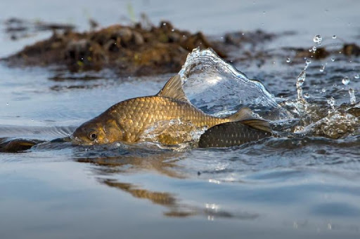 اتىراۋ: پريمورسكي كانالىندا بالىق قىرىلدى