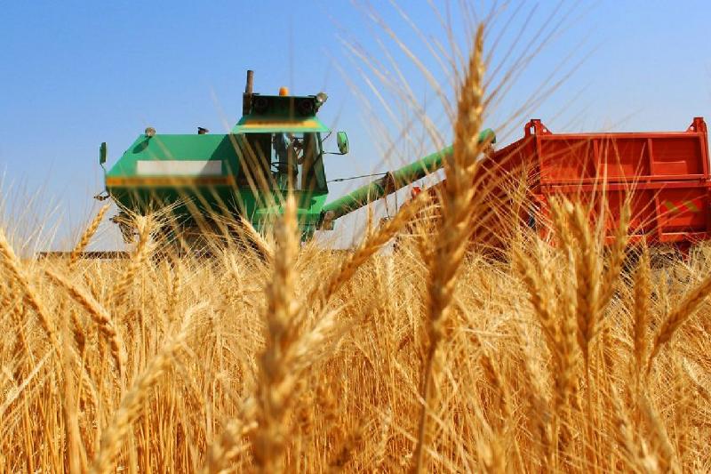 كوكتەمگى ەگىستىڭ قامىمەن